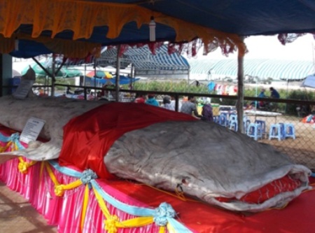 Bộ da cá nhám voi. (Ảnh: T.T)