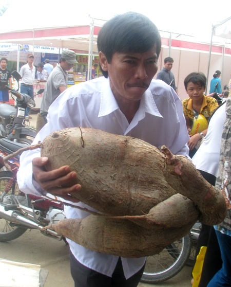 Cây mía dài 12m, quả mướp dài... 2m - 3 Một người đàn ông vất vả bê củ khoai mì nặng 28kg