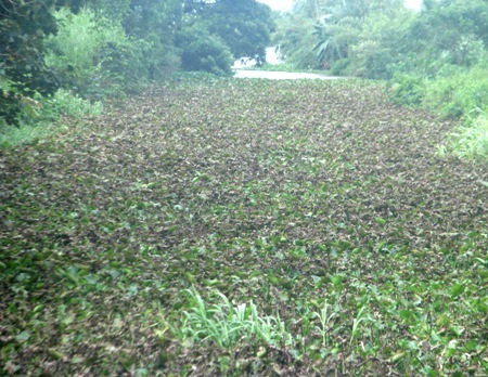 Bị “truy” phí bệnh viện, Giám đốc Sở Y tế xin khất trả lời - 2 Hình ảnh lục bình chết héo trên một con kênh cạnh bãi rác Tân Tạo. (Ảnh: Huỳnh Hải)