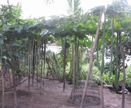 Giàn mướp, khổ qua tây kỳ lạ hiện đang được trồng tại một nhà dân ở TP Bạc Liêu.