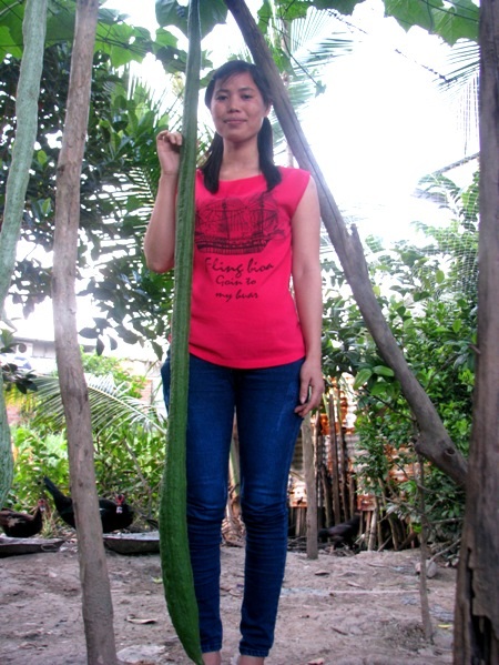 Có những trái mướp thòng xuống cao hơn cả đầu người.