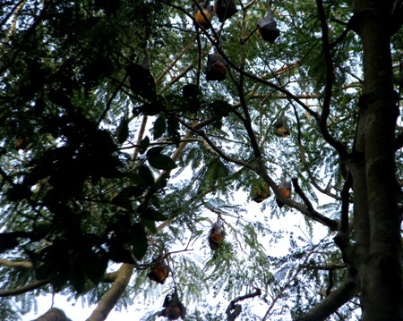 ...với hoạt động thường nhật của các nhà sư.