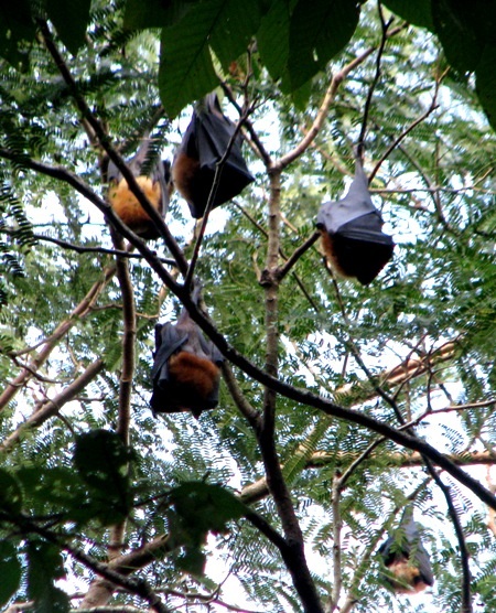 ...với hoạt động thường nhật của các nhà sư.