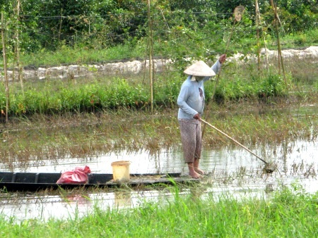 Chưa có hộ nào nuôi ốc bươu vàng bán cho thương lái Trung Quốc - 1 Bắt OBV ở đồng ruộng.