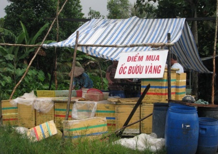 Chưa có hộ nào nuôi ốc bươu vàng bán cho thương lái Trung Quốc - 3 Một điểm thu mua OBV ở Hậu Giang.