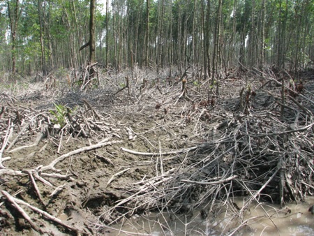 Những khoảnh rừng bị chặt hết sức nghiêm trọng tạo nên khoảng trống khá lớn.