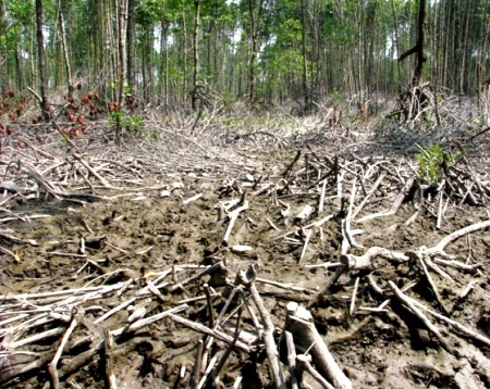 Phá rừng vì... nghèo - 1 Nhiều diện tích rừng phòng hộ ở Cà Mau bị chặt phá nghiêm trọng.