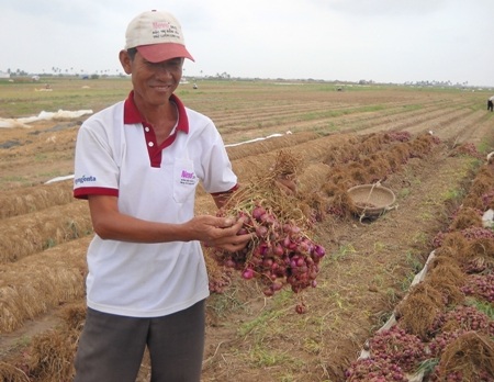 Niềm vui được mùa hành tím của người dân Vĩnh Châu.