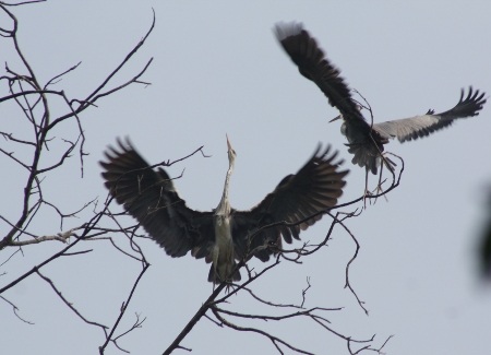 Tự do đùa giỡn, bay lượn.