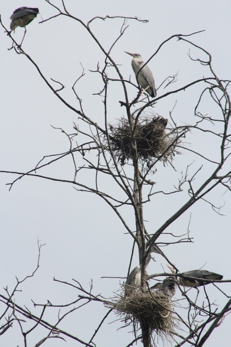Một con vạc nghỉ chân trên đỉnh tháp cao nhất của chùa.