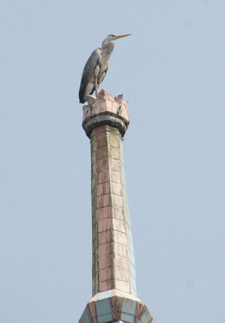 Một con vạc nghỉ chân trên đỉnh tháp cao nhất của chùa.