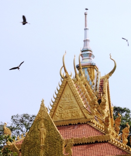 Ngày càng nhiều vạc về ngôi chùa này trú ngụ.