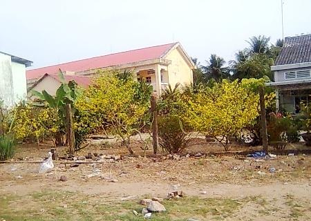 Mai nở vàng rực dù Tết đã qua. Ảnh chụp chiều ngày 4/2. (Ảnh: Huỳnh Hải)