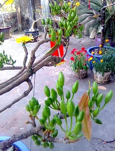 Chủ nhà gắn bông mai giả để có không khí Tết.