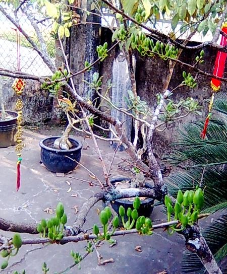 Những búp mai còn xanh chưa biết Tết.