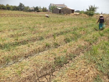 Hành bị sâu tấn công làm hư hại khiến nhiều nông dân trồng hành như chết đứng.