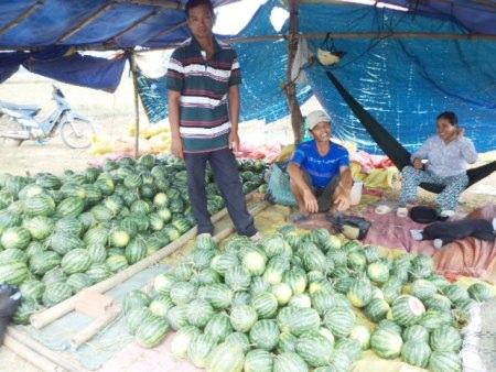 Thương lái mua giá thấp, nhiều người dân che lều mang dưa ra quốc lộ bán cho người đi đường.