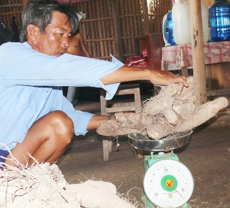 Một khúc khoai bị đứt đã nặng đến hơn 5kg.