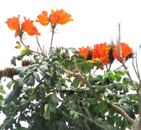 ...và sắc đỏ hoa chuông cùng đón mùa hạ về. (Ảnh: Huỳnh Hải)