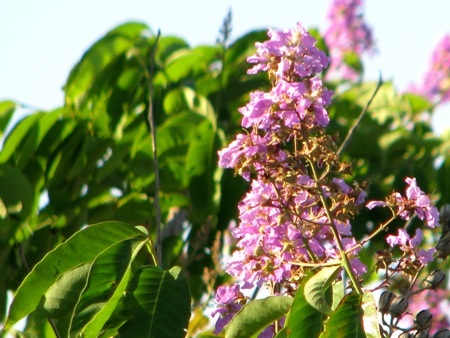 Sắc tím bằng lăng...