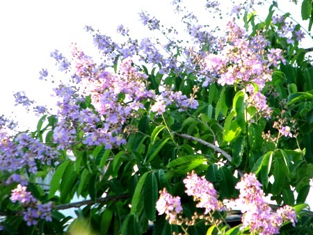 Sắc tím bằng lăng...