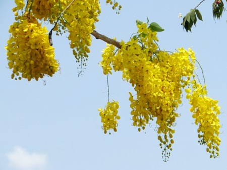 Những chùm hoa hoàng hậu.