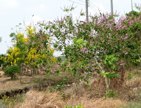 Hoa hoàng hậu vàng và tím bằng lăng cùng đua nhau khoe sắc ở một vùng nông thôn Bạc Liêu.