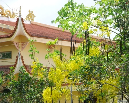 Hoa hoàng hậu vàng rực trước một mái chùa ở Bạc Liêu.