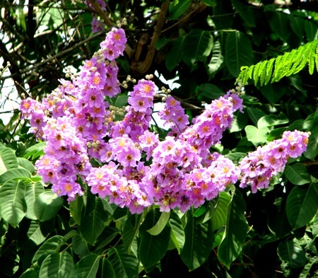 Sắc tím bằng lăng...