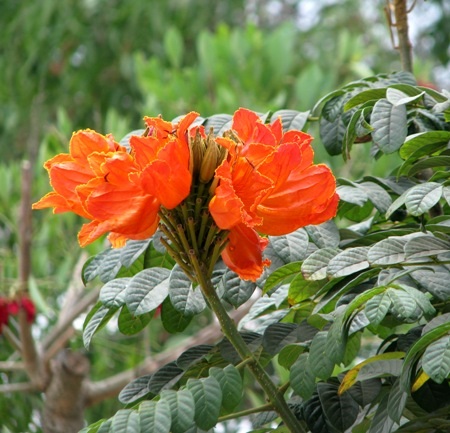 ...và sắc đỏ hoa chuông cùng đón mùa hạ về. (Ảnh: Huỳnh Hải)