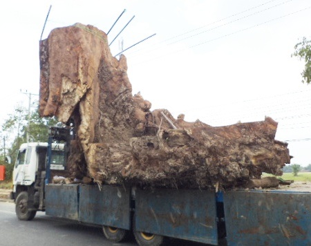 Cận cảnh gốc bàng đá 400 năm tuổi.