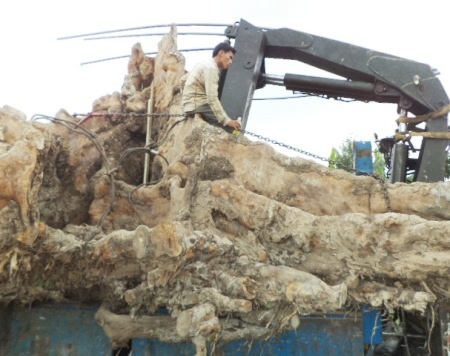 Con người quá nhỏ bé trước gốc bàng đá cổ thụ này.