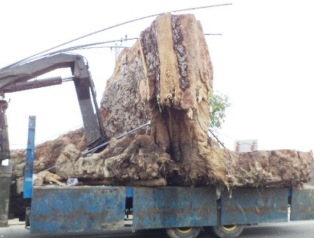 Cận cảnh gốc bàng đá 400 năm tuổi.