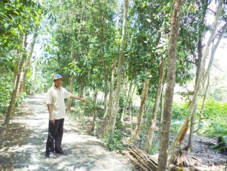 Ông Cam bên vườn tràm hàng trăm cây nhưng tòa chỉ đến được...35 cây.