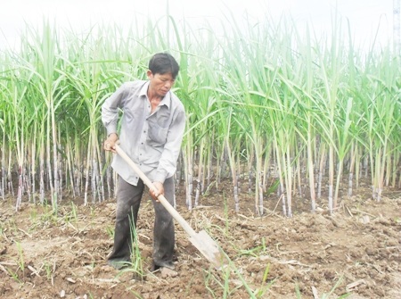 Dự báo “xóa sổ” cây mía ở huyện Thới Bình - 1