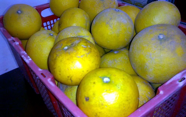 Bưởi Diễn ngon là quả hơi bẹt, không cần to nhưng nặng tay, rám vỏ, vỏ mỏng và vàng đậm