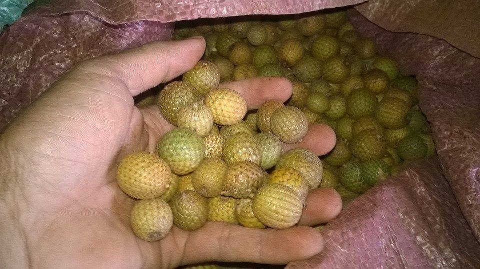 Dân đua nhau vào rừng hái mây bán sang Trung Quốc - 1 Quả mây rừng được người ồ ạt vào rừng bán cho thương lái Trung Quốc