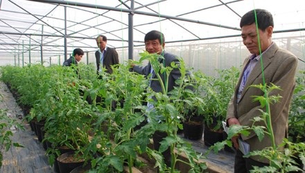Tỷ phú đô la thích trồng rau - 1 Ngày càng nhiều đại gia Việt Nam đầu tư vào nông nghiệp công nghệ cao. Ảnh: Công Bền.