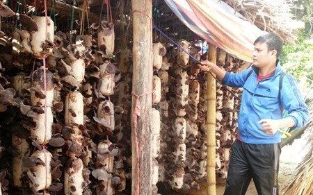 Trồng mộc nhĩ “trúng” hơn buôn gỗ, buôn trâu - 1 Nguyễn Tuấn Anh chăm sóc mô hình mộc nhĩ tại cơ sở sản xuất của mình. Ảnh: Thế Lượng