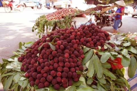 Bộ Nông nghiệp chưa cấp phép nhập quả thanh mai - 1 Quả thanh mai được bán rong trên nhiều tuyến phố ở Hà Nội