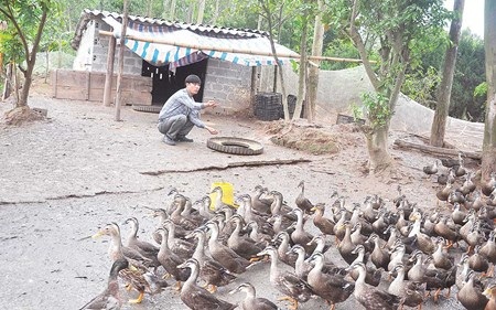 Nông dân xã nghèo mua ô tô tiền tỷ nhờ... vịt trời - 1 Nông dân xã nghèo mua ô tô tiền tỷ nhờ... vịt trời