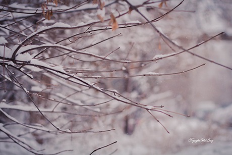 Tuyết rơi dày đặc, phủ đầy trên những chiếc lá cuối cùng còn sót lại của mùa đông