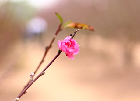 Những vườn đào được chủ nhân chia rặng, ngăn đường khá thoáng để đón khách chụp ảnh.