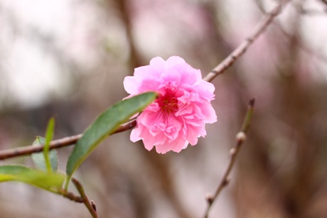 Những vườn đào được chủ nhân chia rặng, ngăn đường khá thoáng để đón khách chụp ảnh.