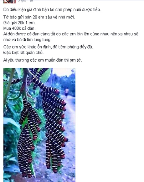 Những món hàng kì quặc, ít ngờ tới được rao bán trên mạng xã hội - 3 Cô gái trẻ rao bán đàn sâu 400 con