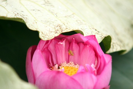 Màu xanh tươi của lá, hòa với sắc hồng dịu nhẹ của sen