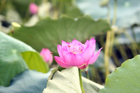 Thiếu nữ Hà thành rạng rỡ ghi lại những khoảnh khắc đẹp cùng đóa sen hồng