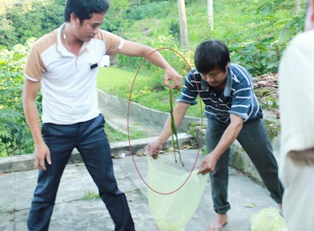 Rắn được đập chết cho vào túi ni lon.