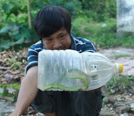 Một con rắn lục xanh đuôi đỏ còn sống được bắt bỏ trong một chiếc can nhựa.