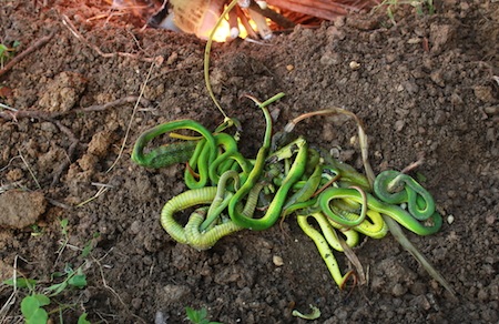 Để đảm bảo an toàn không bị rắn cắn, rắn được đập chết khi phát hiện.